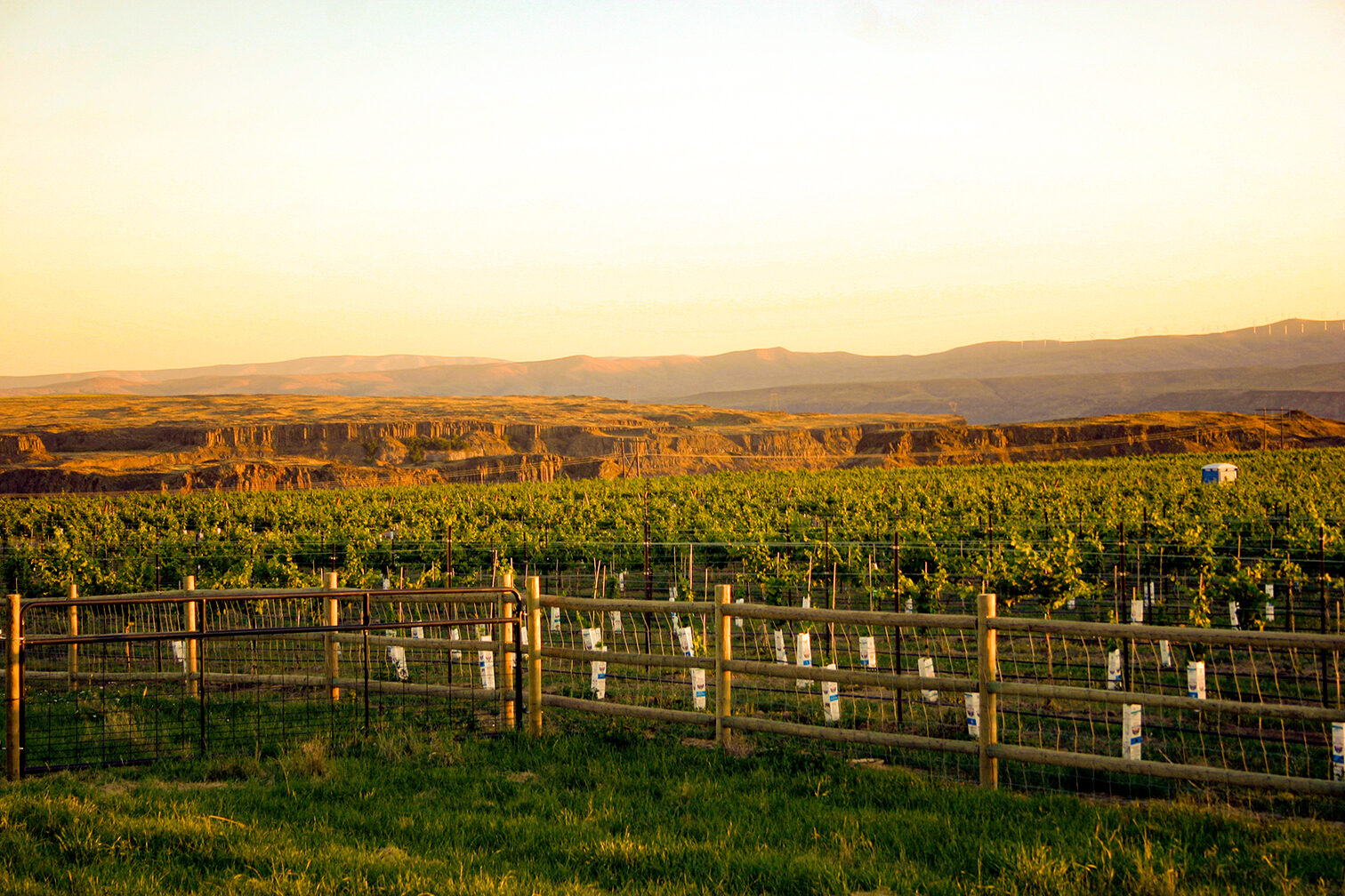 Evergreen vineyard