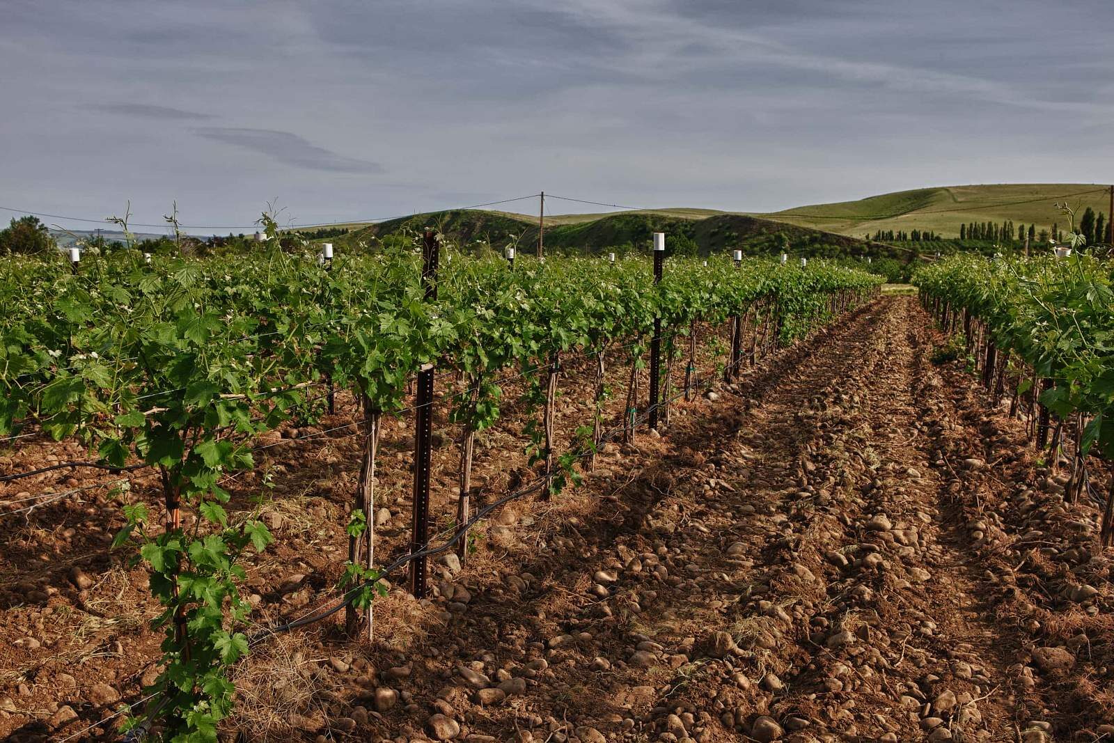Funk vineyard