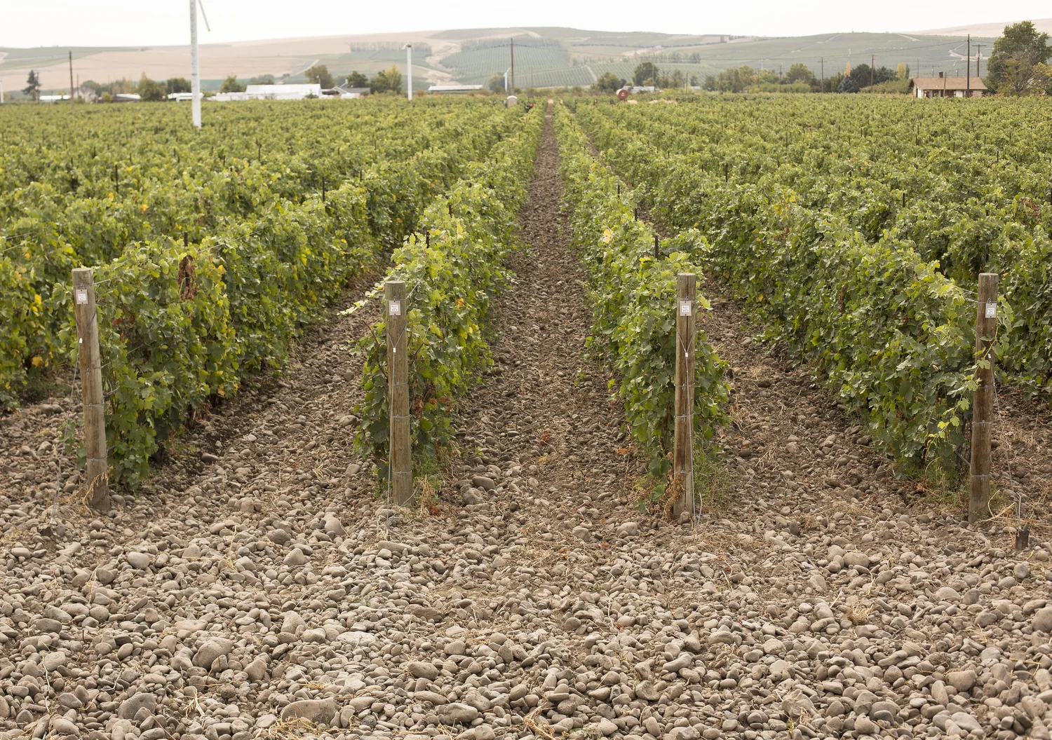 Stoney Vine vineyard